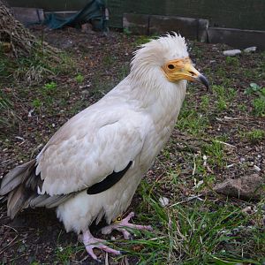 Canarian vulture (Neophron percnopterus majorensis)