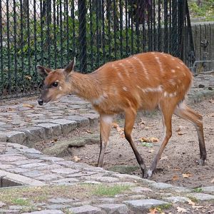 Western sitatunga -Zoologischer Garten Berlin (2024)