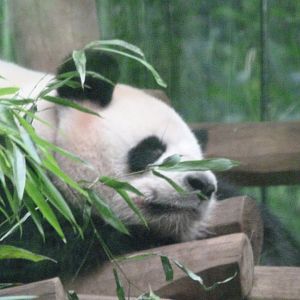 Giant panda -Zoologischer Garten Berlin (2024)