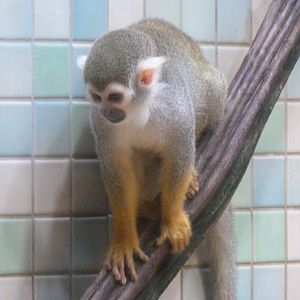 Common squirrel monkey -Zoologischer Garten Berlin (2024)