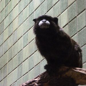 Graells' tamarin -Zoologischer Garten Berlin (2024)