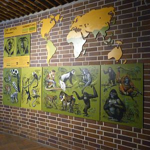 Primate display -Zoologischer Garten Berlin (2024)