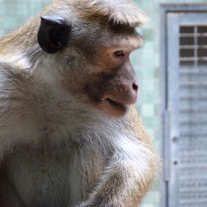 Toque macaque -Zoologischer Garten Berlin (2024)