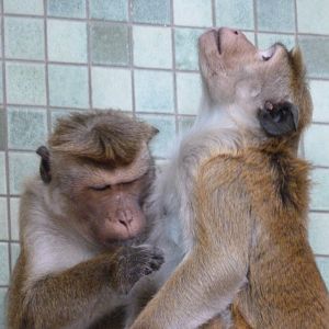 Toque macaque -Zoologischer Garten Berlin (2024)