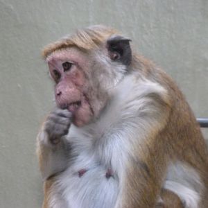 Toque macaque -Zoologischer Garten Berlin (2024)