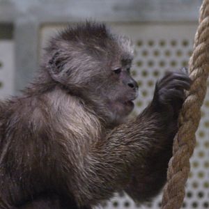 Weeping capuchin -Zoologischer Garten Berlin (2024)