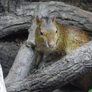 Black-rumped agouti -Zoologischer Garten Berlin (2024)
