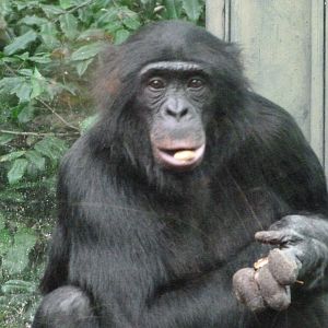 Bonobo -Zoologischer Garten Berlin (2024)