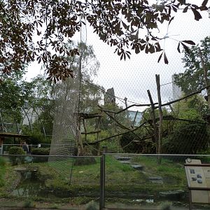 Common chimpanzee exhibit -Zoologischer Garten Berlin (2024)