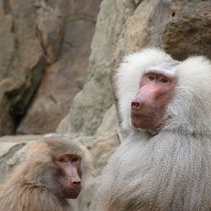 Hamadryas baboons -Zoologischer Garten Berlin (2024)