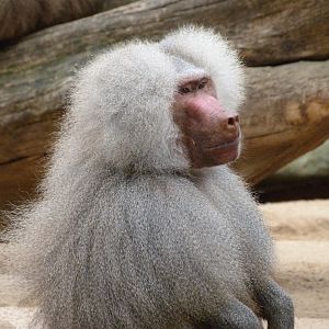 Hamadryas baboon -Zoologischer Garten Berlin (2024)