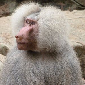 Hamadryas baboon -Zoologischer Garten Berlin (2024)