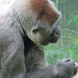 Western lowland gorilla -Zoologischer Garten Berlin (2024)