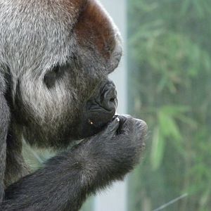 Western lowland gorilla -Zoologischer Garten Berlin (2024)