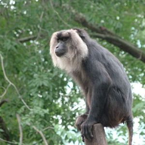 Lion-tailed macaque -Zoologischer Garten Berlin (2024)