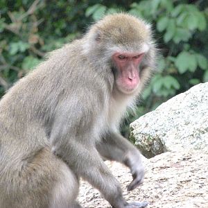 Japanese macaque -Zoologischer Garten Berlin (2024)