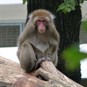 Japanese macaque -Zoologischer Garten Berlin (2024)
