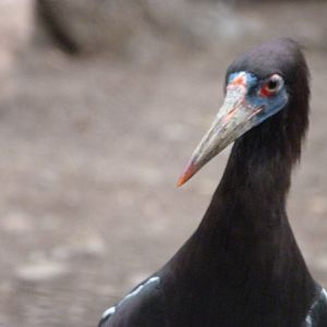 Abdim's stork -Zoologischer Garten Berlin (2024)