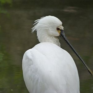 Eurasian spoonbill -Zoologischer Garten Berlin (2024)