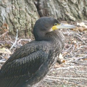 Eurasian great cormorant -Zoologischer Garten Berlin (2024)