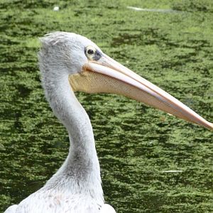 Pink-backed pelican -Zoologischer Garten Berlin (2024)