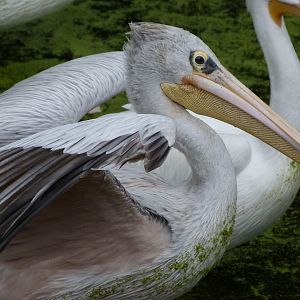 Pink-backed pelican -Zoologischer Garten Berlin (2024)