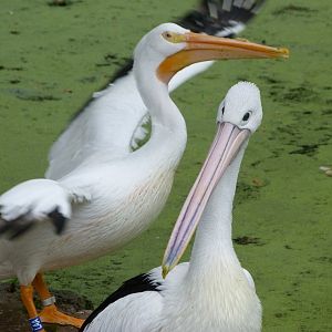 American white pelican and Australian pelican -Zoologischer Garten Berlin (2024)