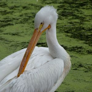 American white pelican -Zoologischer Garten Berlin (2024)