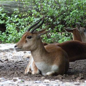 Blackbuck -Zoologischer Garten Berlin (2024)