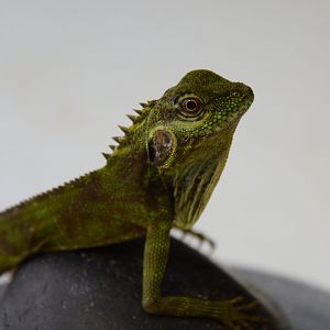 Eared anglehead agama (Hypsilurus auritus)