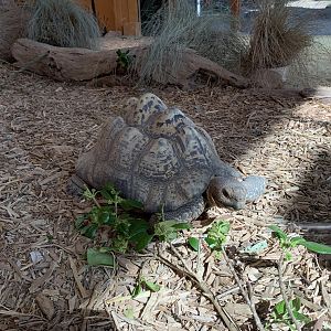 Leopard Tortoise