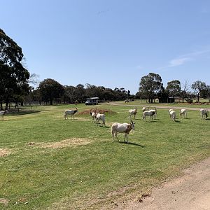 Scimitar-horned Oryx