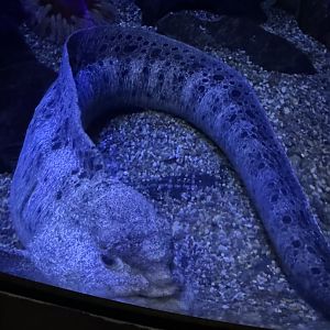 Wolf eel- look at that grumpy face!