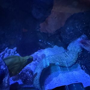 Green moray, spotted moray