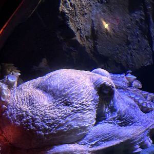 Giant pacific octopus