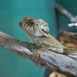 Smooth Helmeted Iguana (Corytophanes cristatus)