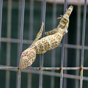 Tokay Gecko (Gekko gecko) - wild