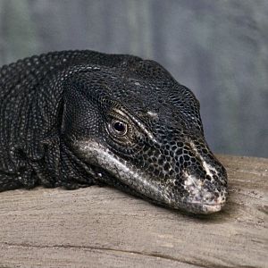Black Water Monitor (Varanus salvator macromaculatus)