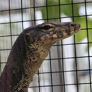 Two-Striped Water Monitor (Varanus salvator bivittatus)