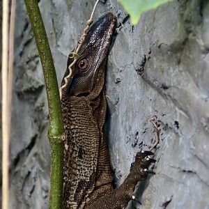 Rough-Necked Monitor (Varanus rudicollis)