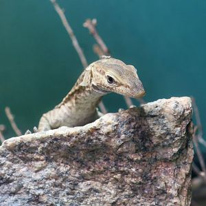 Black-Headed Monitor (Varanus tristis tristis)