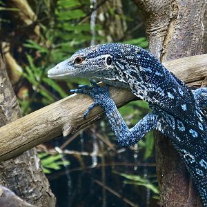 Blue Tree Monitor (Varanus macraei)