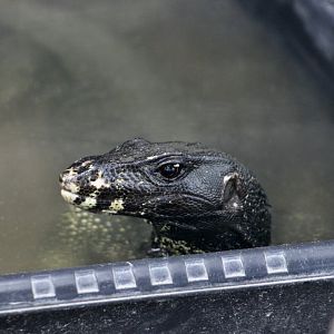 Large-Scaled Water Monitor (Varanus nuchalis)