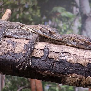 Mertens Water Monitor (Varanus mertensi) juveniles