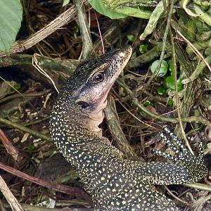 Peach-Throated Monitor (Varanus jobiensis)