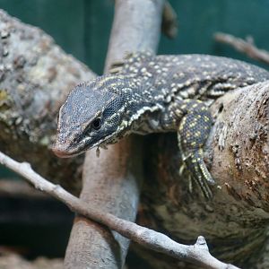 Red Spiny-Tailed Monitor (Varanus acanthurus acanthurus)