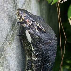 Togian Water Monitor (Varanus togianus)