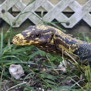 Yellow-Headed Water Monitor (Varanus cumingi)
