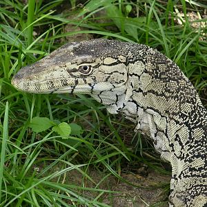 Perentie (Varanus giganteus)