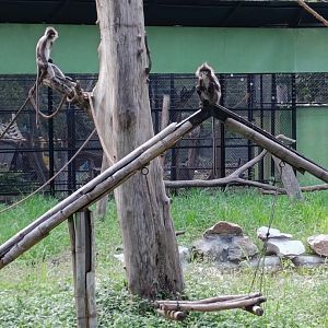 Phayre's Leaf Langur
